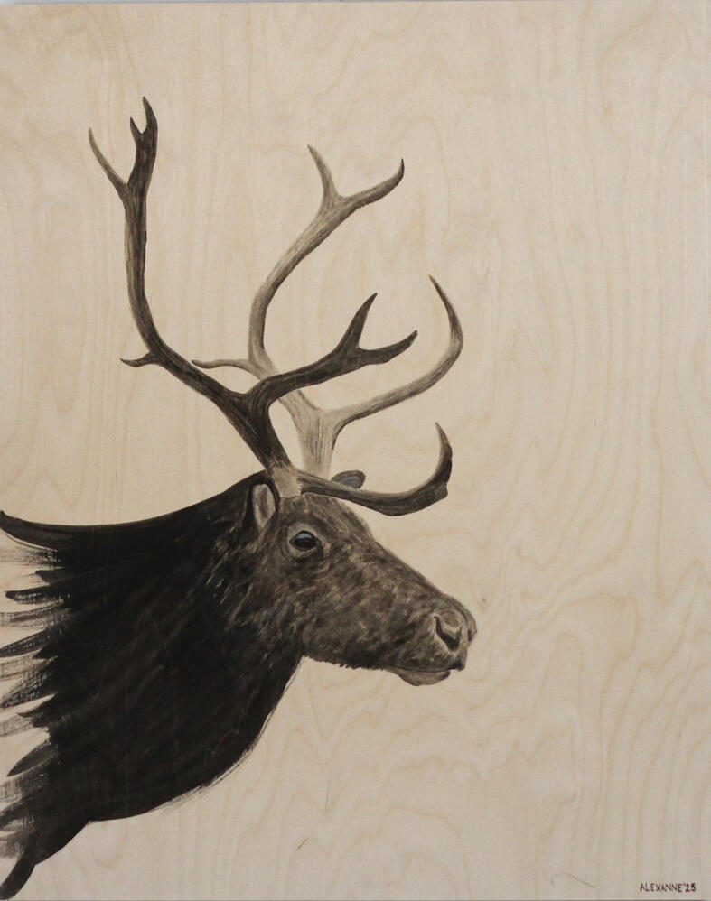 Paul le Caribou 5"x7" : 10$ 8"x10" : 15$